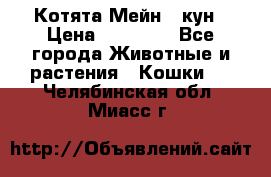 Котята Мейн - кун › Цена ­ 19 000 - Все города Животные и растения » Кошки   . Челябинская обл.,Миасс г.